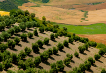 Comienza el período para contratar el seguro de cultivos herbáceos extensivos para la cosecha 2027 Comienza el período para contratar el seguro de cultivos herbáceos extensivos para la cosecha 2027