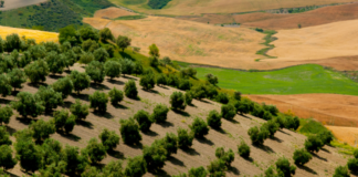 Comienza el período para contratar el seguro de cultivos herbáceos extensivos para la cosecha 2027