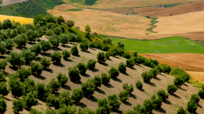 7televalencia-campo Comienza el período para contratar el seguro de cultivos herbáceos extensivos para la cosecha 2027