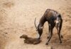 Nacimiento de un blesbok a plena luz del día en Bioparc / Bioparc