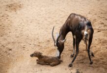 Bioparc Valencia vive un parto en directo a plena luz del día Nacimiento de un blesbok a plena luz del día en Bioparc / Bioparc