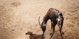 Nacimiento de un blesbok a plena luz del día en Bioparc / Bioparc