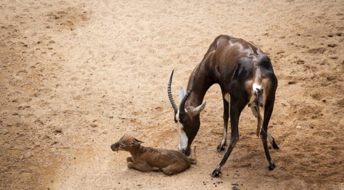 Bioparc Valencia vive un parto en directo a plena luz del día Nacimiento de un blesbok a plena luz del día en Bioparc / Bioparc