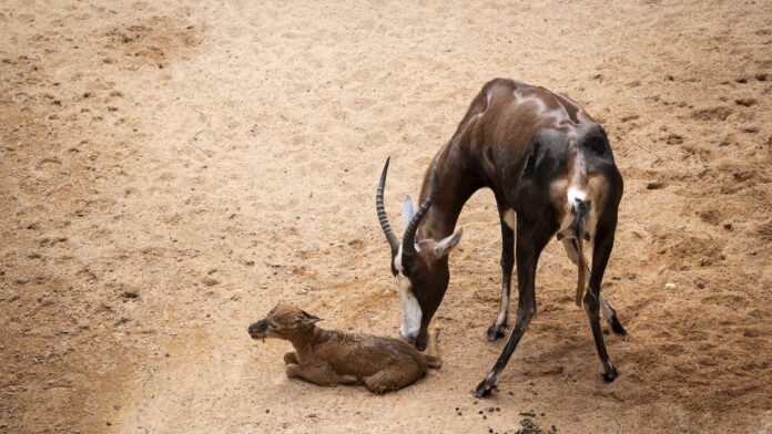 Septiembre 2026 - Nace a la vista de los visitantes de BIOPARC Valencia una cría de blesbok Nacimiento de un blesbok a plena luz del día en Bioparc / Bioparc