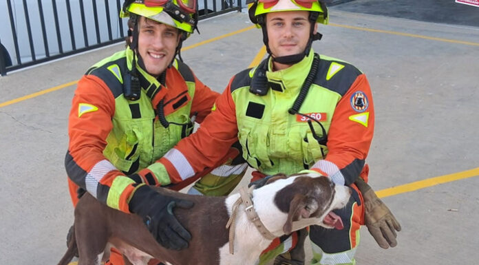 Rescatan a un perro atrapado en un muro de Beniparrell