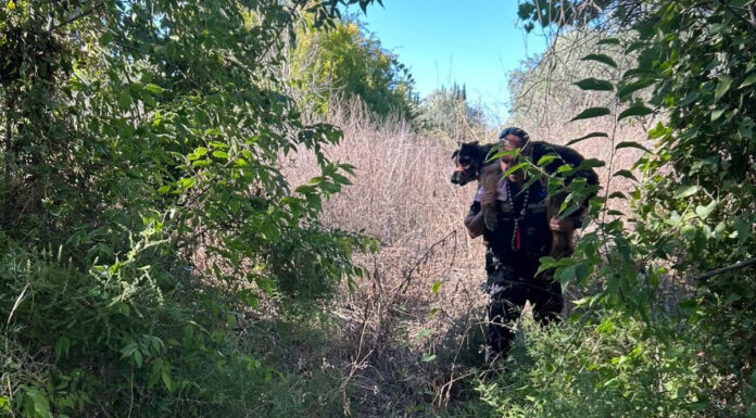 Rescatan a un pastor alemán de avanzada edad que se encontraba atrapado en las Cuevas de Baiba de Buñol