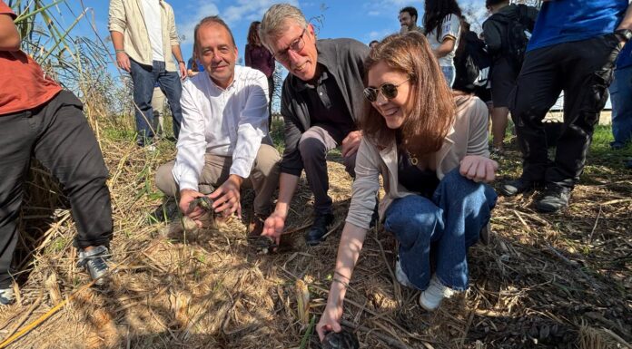 El Oceanogràfic realiza una suelta de tortugas en el 40 aniversario de l’Albufera