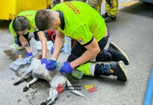Salvan la vida a un perro en un incendio en una vivienda cercana a la avenida del Puerto