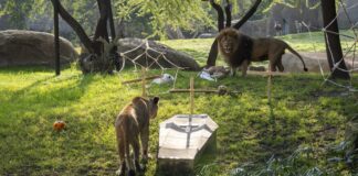 Bioparc transforma el parque en un Halloween “aterrador”