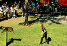La Feria de los Animales vuelve a Valencia con actividades gratuitas para todas las edades La Feria de los Animales vuelve a Valencia con actividades gratuitas para todas las edades