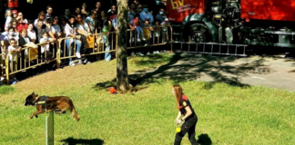 La Feria de los Animales vuelve a Valencia con actividades gratuitas para todas las edades La Feria de los Animales vuelve a Valencia con actividades gratuitas para todas las edades