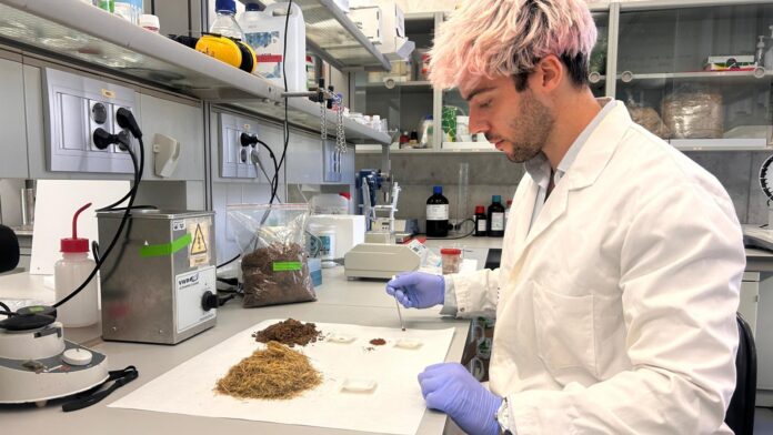 7televalencia-investigador umh Un investigador de la UMH trabaja en un envase inteligente a partir de la paja del arroz para ayudar a conservar los alimentos